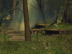 Butterfly Glade