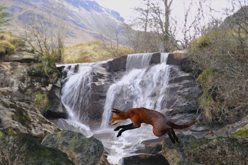 fox-jump-my-background-002.jpg