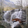 fox-jump-my-background-003