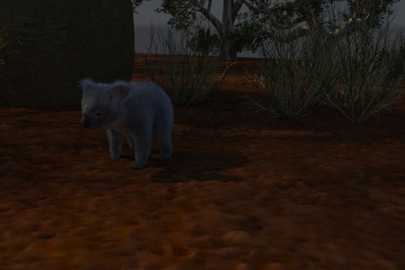 koala-001