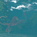 octopus-001