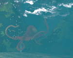 octopus-001