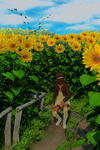 sunflower-fun-001