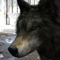 wolf-fiberhair-head-001