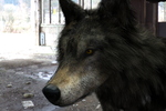 wolf-fiberhair-head-001