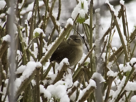 Wren in the Snow