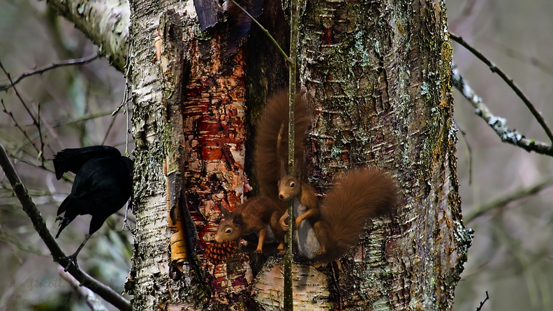red-squirrels-004.jpg