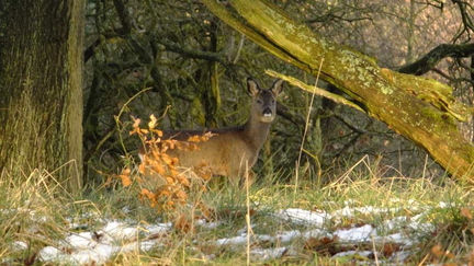 Snowy Drumpellier Roe Deer