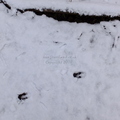 Roe Deer Tracks In Snow