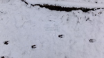 Roe Deer Tracks In Snow