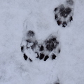 Squirrel Tracks in Snow