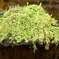 Lichen-Cladonia-sulphurina-003.jpg