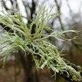 Ramalina farinacea Lichen