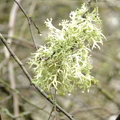 Ramalina farinacea Lichen
