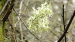 Ramalina farinacea Lichen