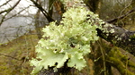 Flavoparmelia caperata Lichen