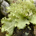 lichen-005.jpg