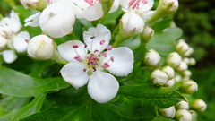 Hawthorn Flower (Crataegus monogyna)