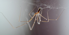 Cellar Spider (Pholcidae) Pholcus phalangioides