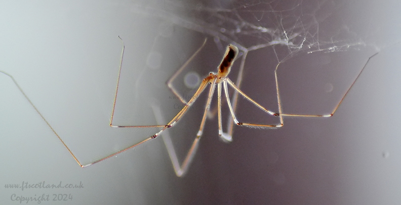 cellar-spider-(Pholcidae)-Pholcus-phalangioides-001.jpg