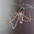 Cellar Spider (Pholcidae) Pholcus phalangioides