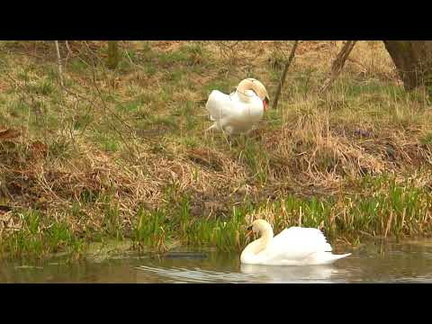 Mute Swan Territorial Dispute