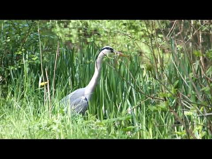 Birds on the Monklands Canal