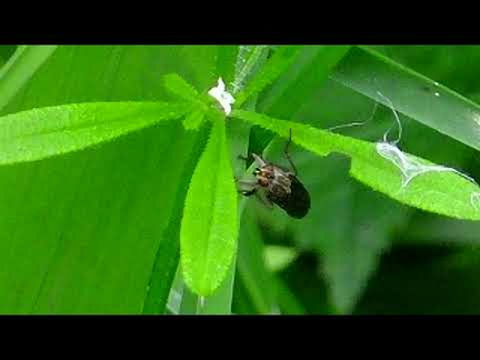 Monklands Canal Walk June 2021 (Part two)