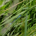 Blue Damsel Fly