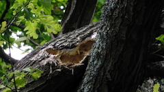 Woodpecker Holes In Branch