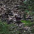Bullfinch