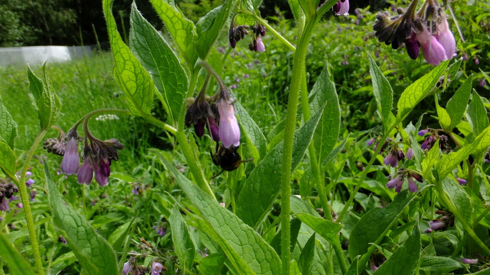 Comfrey (Symphytum officinale) Flowers and Bees