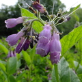 Comfrey (Symphytum officinale) Flowers