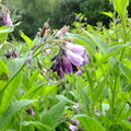  Comfrey (Symphytum officinale)Flowers