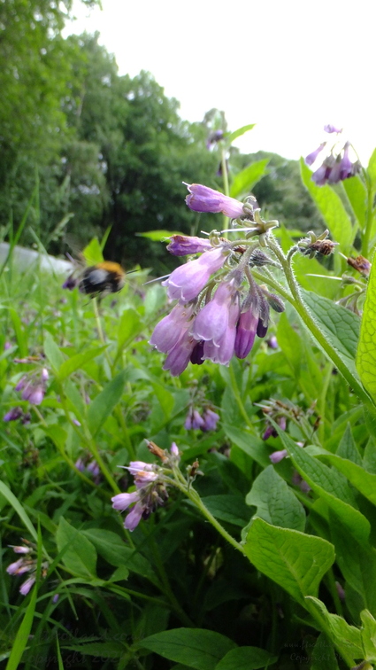 Comfrey (Symphytum officinale) Flowers and Bee