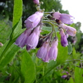 Comfrey (Symphytum officinale) Flowers