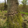 Chain Sawed Tree