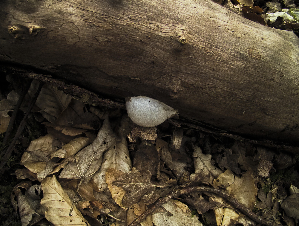 Fungus On Wood