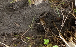 Badger Latrine
