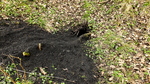 Badger Sett