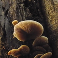 20201207-fungus-002.jpg