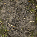 Badger Track