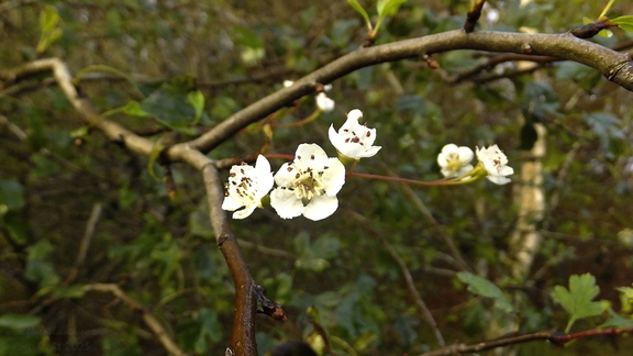 Hawthorn Flower