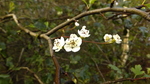 Hawthorn Flower