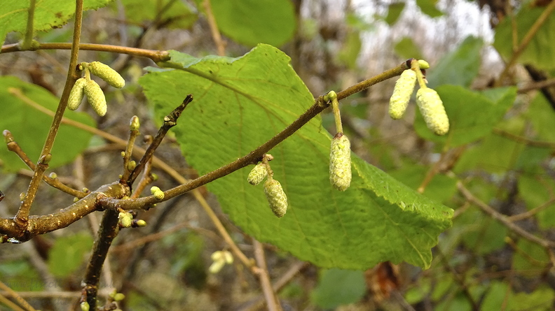 20201202-hazelnut-catkin-001.jpg