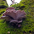 Fungus