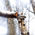 Misty Bracket Fungus