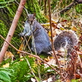 Grey Squirrel