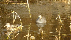 Ducks On Canal