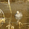 Ducks On Canal
